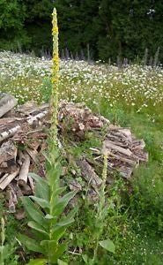 Greater Mullein Verbascum thapsus Seeds