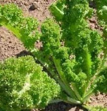 Mustard Green Giant Seeds