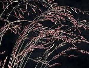 Ornamental Grass Hair Fescue Festuca amethystina Seeds