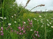 Wild Flower Mixture Hedgerows Seeds