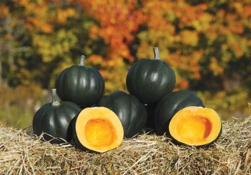 Winter Squash Honey Bear F1 Hybrid Seeds