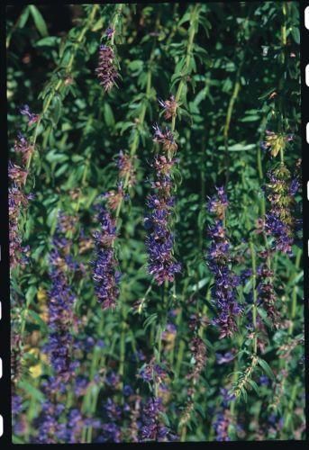 Hyssop Blue Seeds - Hyssopus officinalis