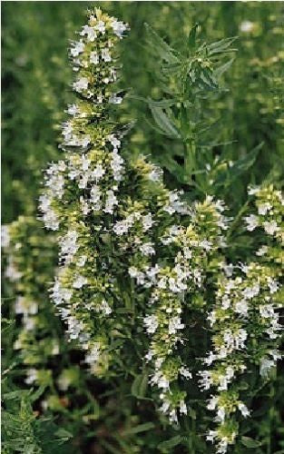 Hyssop White Seeds Hyssopus officinalis
