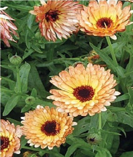 indian marigold seeds Pot Marigold Indian Prince Seeds – JustSeed