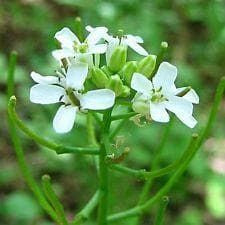Salad Garlic Mustard Jack By the Hedge Seeds
