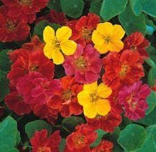 Nasturtium Jewel Mixed Seeds