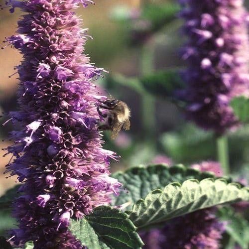 Agastache rugosa Korean Mint Seeds