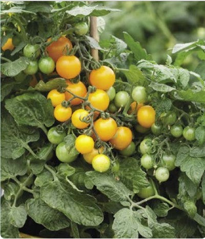 Tomato Lemon Sherbet Seeds