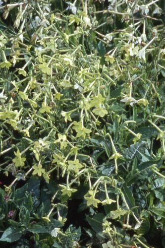 Nicotiana Lime Green Seeds