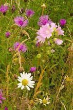 Wild Flower Meadow Mixture For Loamy Soils Seeds