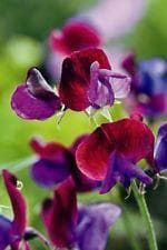 Sweet Pea Matucana Seeds