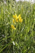Wildflower Meadow Vetchling Lathyrus pratensis Seeds