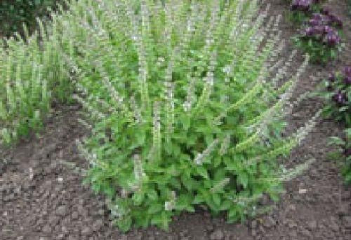 Basil Mrs Burns Lemon Seeds