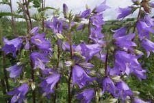 Wild Flower Nettle Leaved Bellflower Campanula Trachelium Seeds