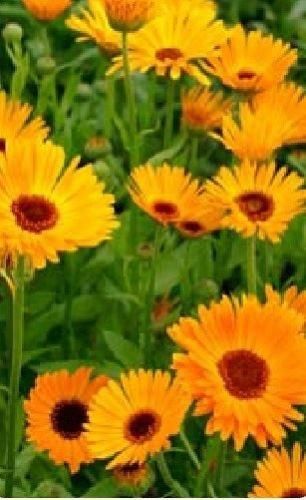 Calendula officinalis Pot Marigold Nova Seeds