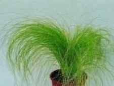 Ornamental grass Pony Tails Stipa tenuissima Seeds