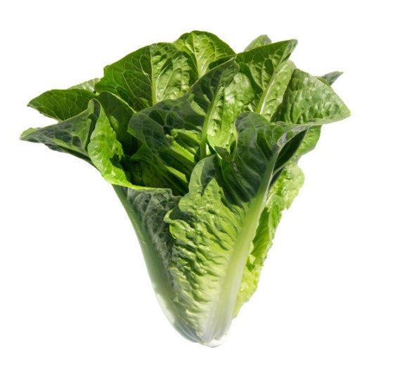 Organic Cos Lettuce Patrona RZ (41-123) Seeds
