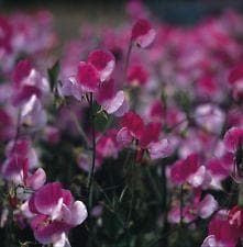 Sweet Pea Painted Lady Seeds