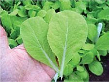 Pak Choi Golden Yellow F1 Hybrid Seeds