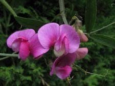Sweet Pea Pearl Red Seeds