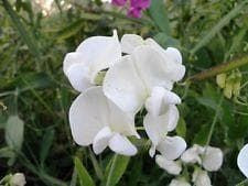 Sweet Pea Pearl White Seeds