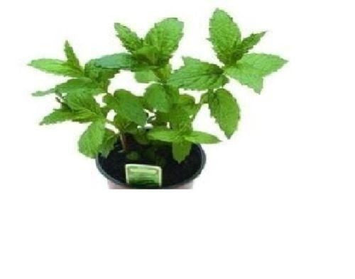 Peppermint Mentha Piperita Seeds