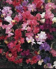 Sweet Pea Perfume Delight Seeds