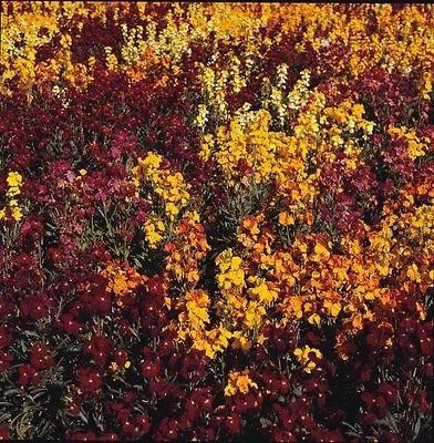 Wallflower Persian Carpet Mix Seeds