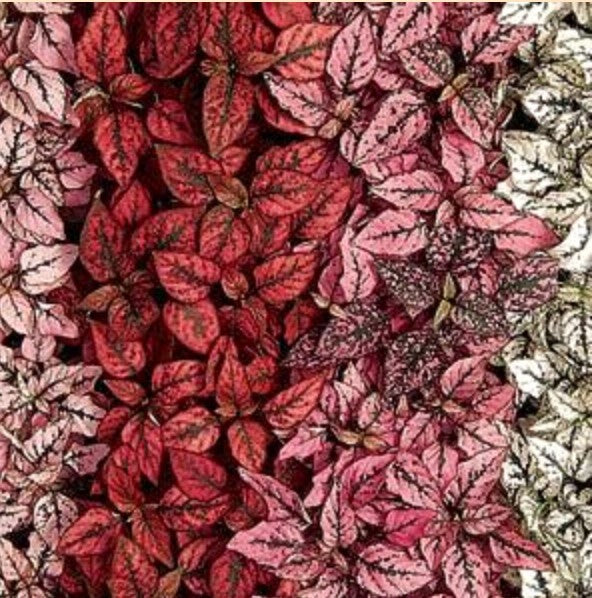 Hypoestes Splash Select Mix Seeds