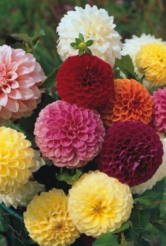 pom pom dahlia seeds Dahlia Pompone Double Mixed Seeds – JustSeed