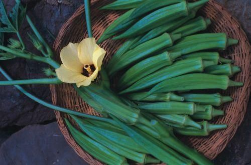 Okra Pure Luck F1 Hybrid Seeds