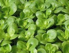 Salad Purslane Golden Seeds