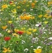 Hardy Annual Rainbow Carpet Mix Seeds