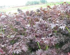 Salad Mustard Red Frills Seeds