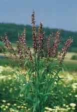 Ornamental Grass Red Spire Melica  Seeds