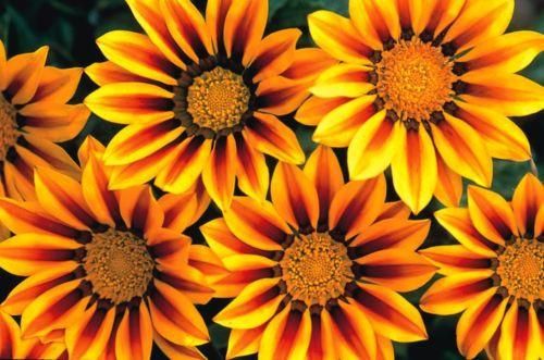 Gazania F1 Hybrid Daybreak Red Stripe Seeds