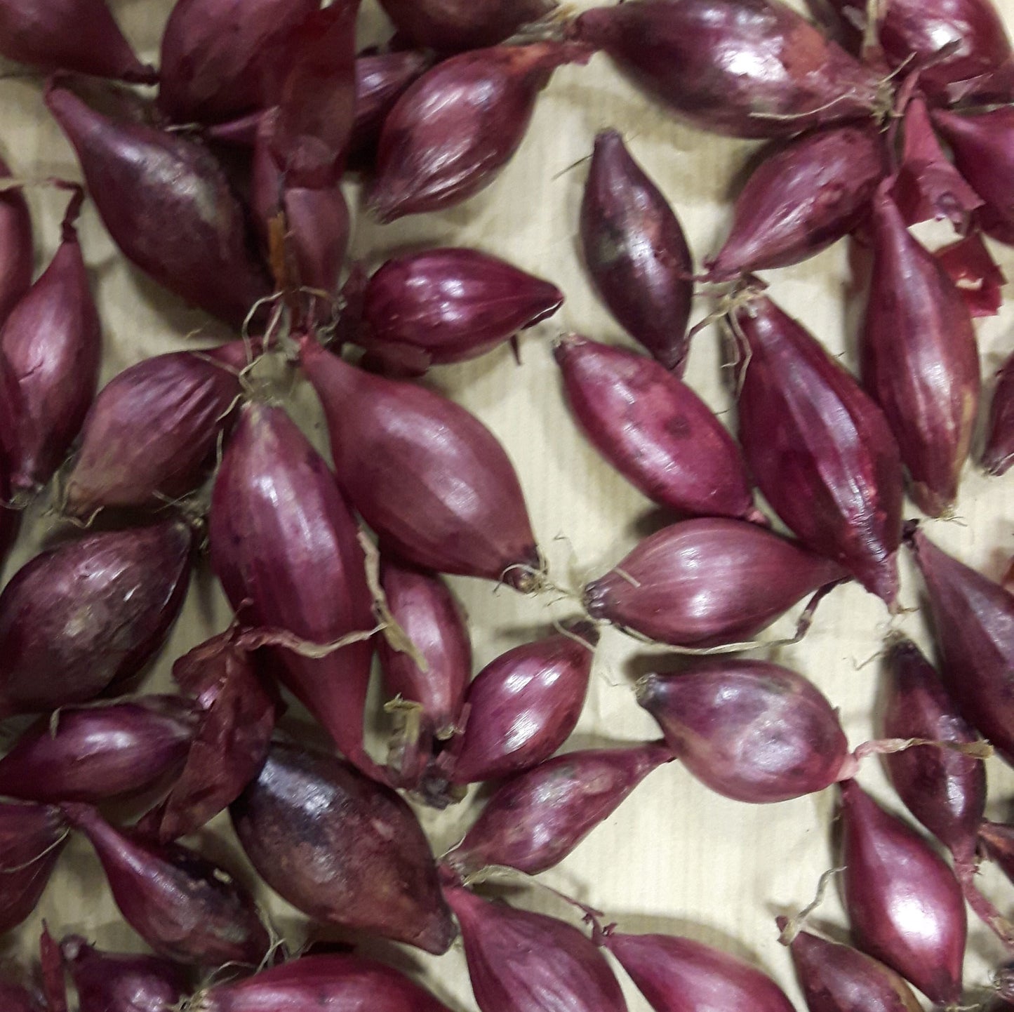 Autumn Onion Sets Electric