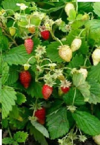 Alpine Strawberry Reugen Seeds