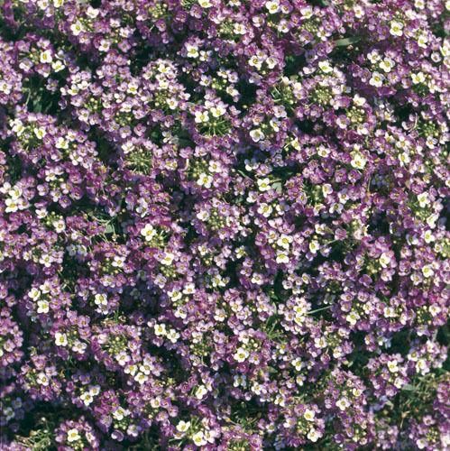 Alyssum Rosie O'Day Seeds