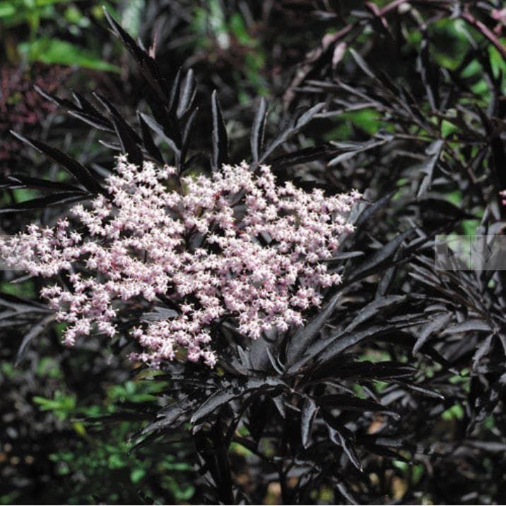 Sambucus Black Frills Seeds
