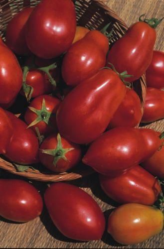 Tomato San Marzano Seeds