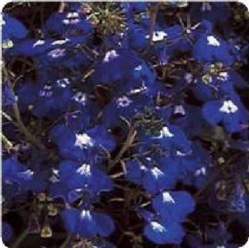 Trailing Lobelia Regatta Sapphire Seeds