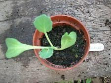 Okahijiki Seaweed on Land Seeds