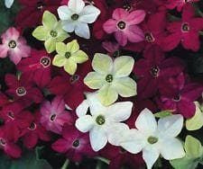 Nicotiana Sensation Mixed Seeds