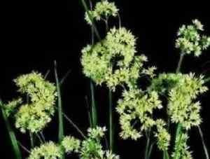Ornamental Grass Snow Wood Rush Luzula Nivea Seeds