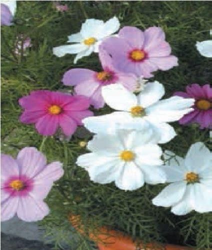 Cosmos Sonata Mixed Seeds
