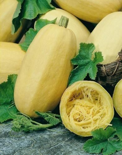 Winter Squash Vegetable Spaghetti Seeds