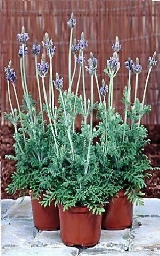 spanish eyes lavender plant Lavender Spanish Eye Seeds – JustSeed