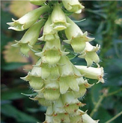 Digitalis Lutea Straw Foxglove Seeds