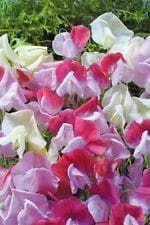 Sweet Pea Old Spice Strawberry Sundae Seeds